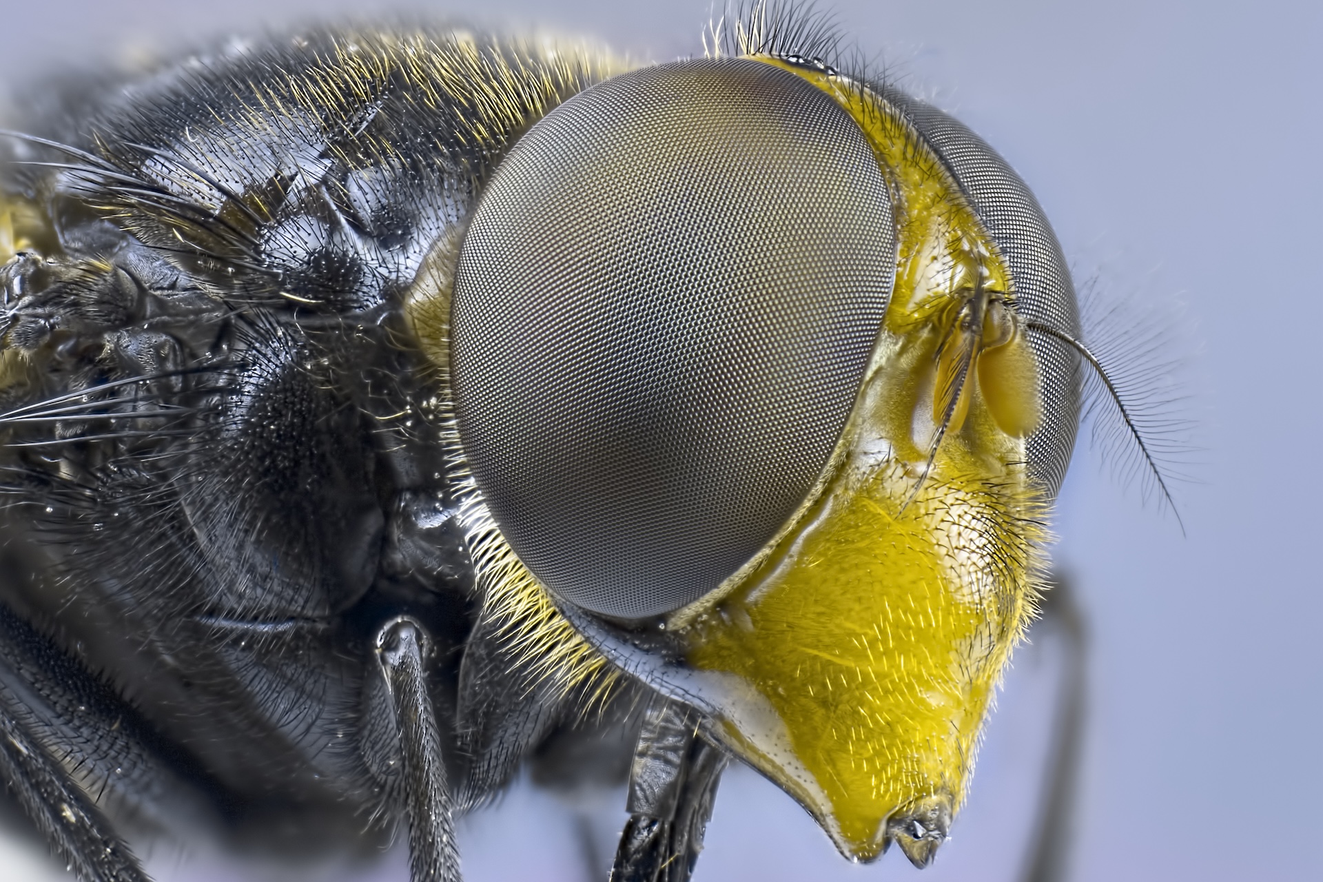 a close-up of a fly's compound eyes