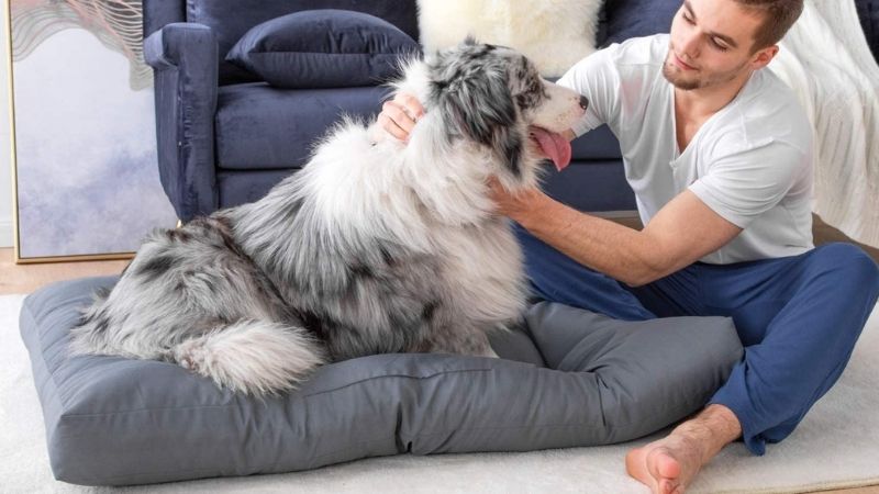 Best dog bed