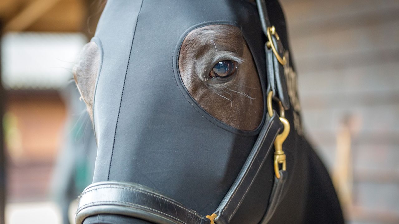Horseware Rambo Full-body Slinky
