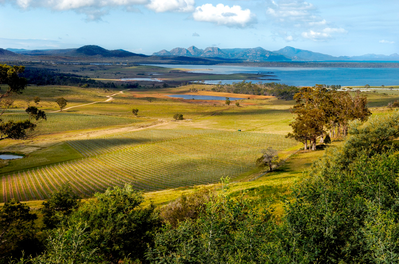 wine-tasmania.jpg