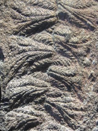 A close-up photo of Fractofusus fossils.