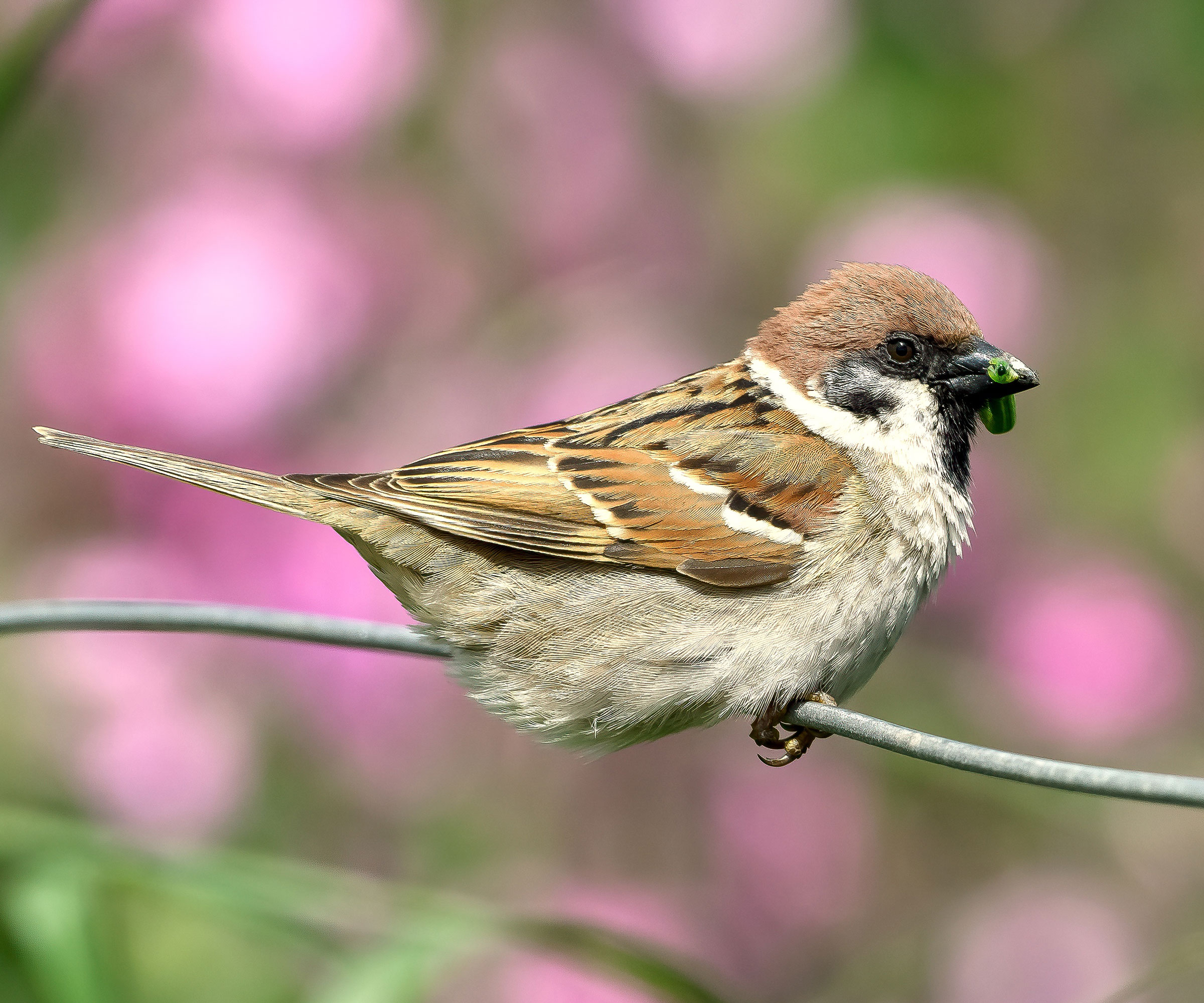 sparrow sitting on manmade perch in garden