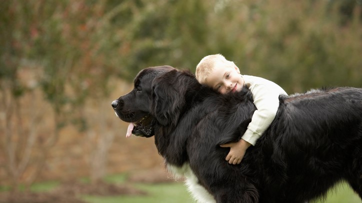 One of the most affectionate dog breeds, a Newfoundland cuddling little boy