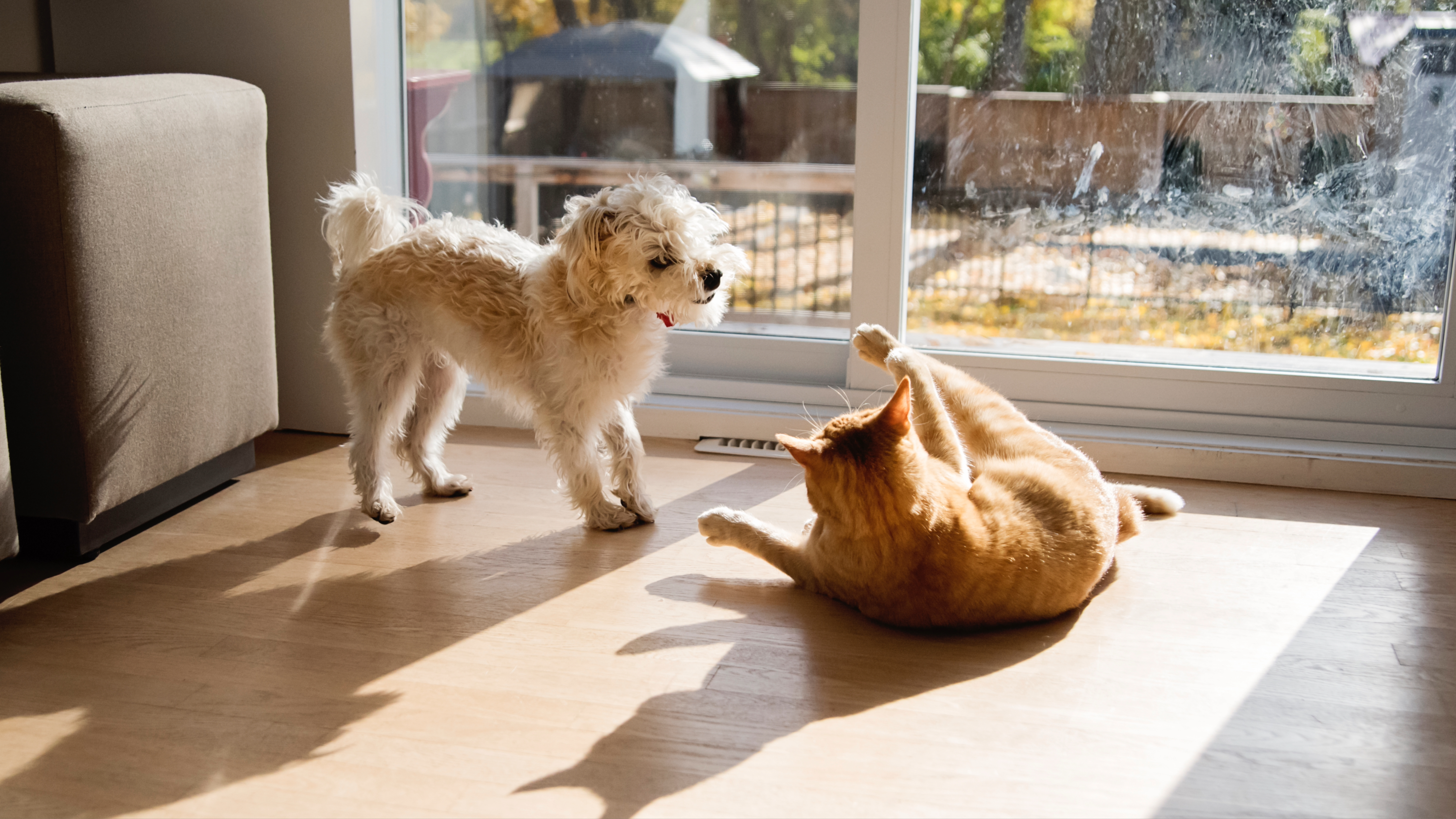 Cat and dog