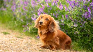 Dachshund