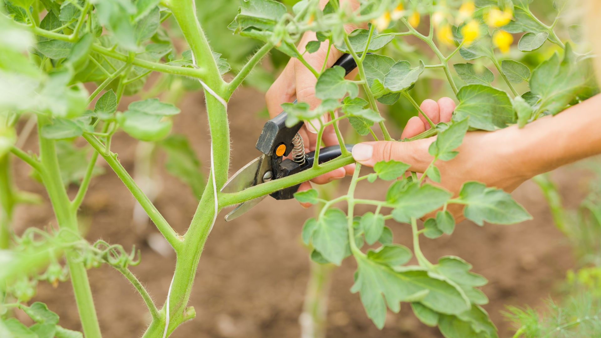picture of woman using secatuers to cut away stems from a tomato plant