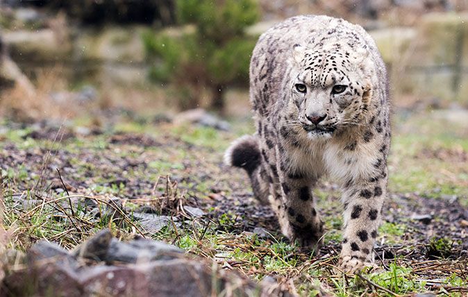 Snow leopard