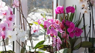 selection of orchids on windowsill