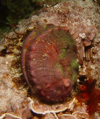 endangered species, pinto abalone