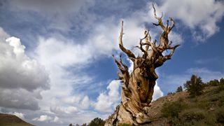 a bristlecone pine with twisted branches in California's White Mountains with a stormy sky behind