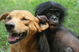 A puppy plays with a baby bonobo perfectly blending Duke University behavioral researcher Brian Hare's recent interests.