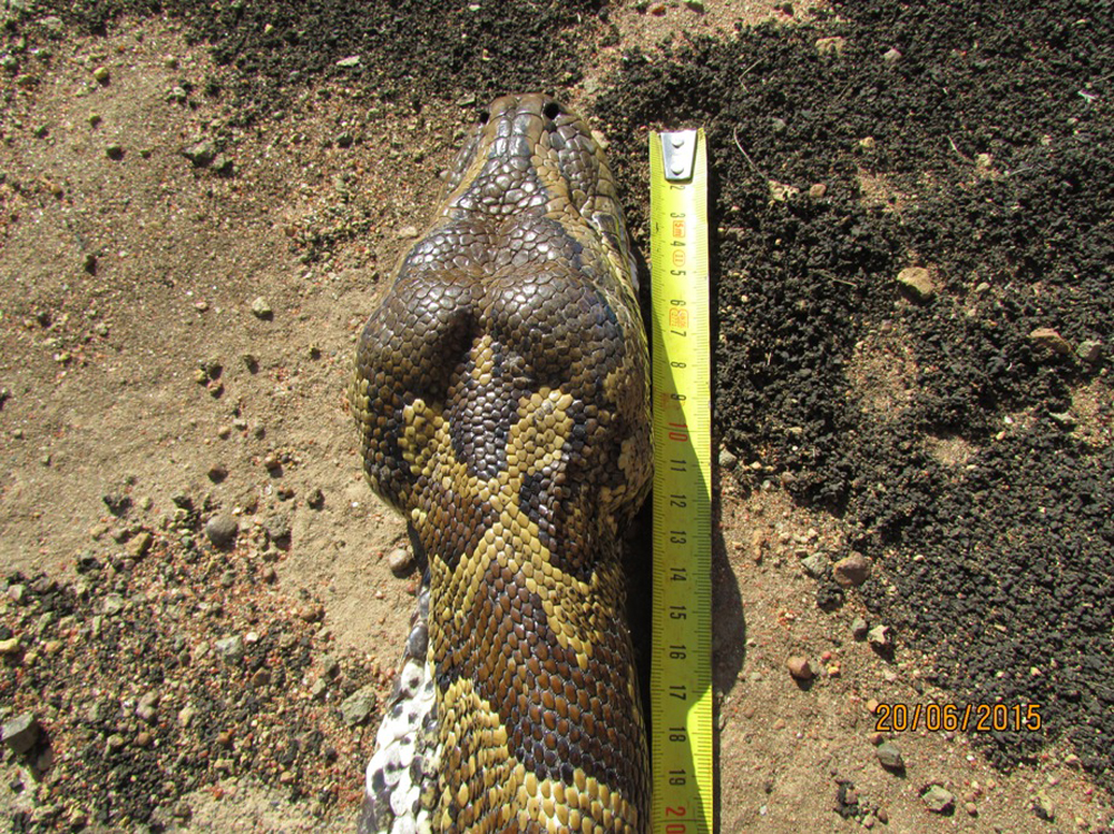 In Images: Hungry Python Eats Porcupine Whole | Live Science