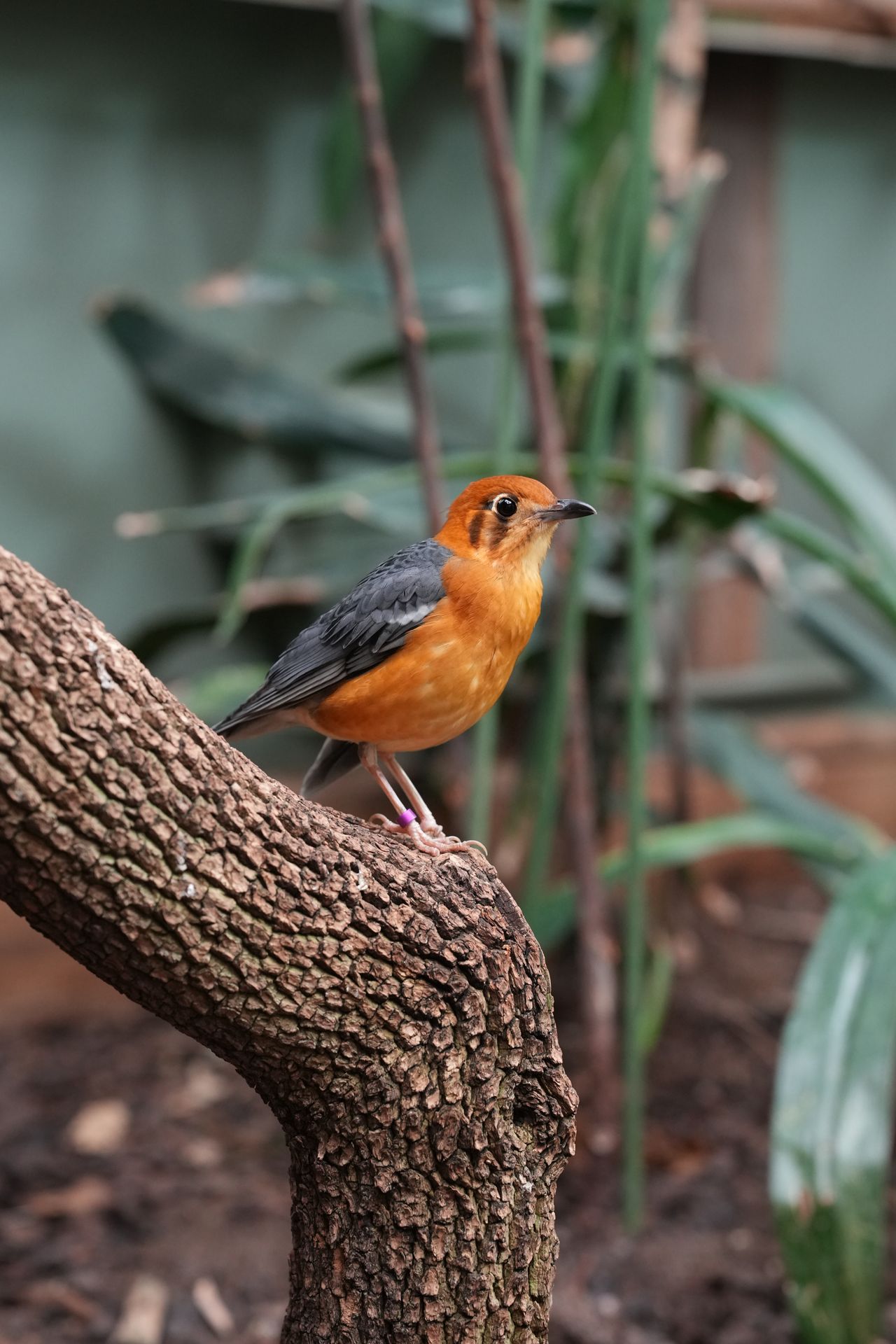 A bright orange and grey bird sitting on a branch