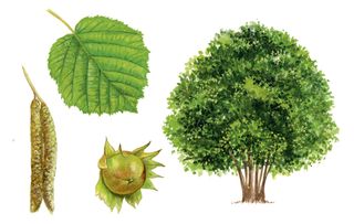 identifying british trees