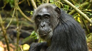A female chimpanzee in Kibale National Park.