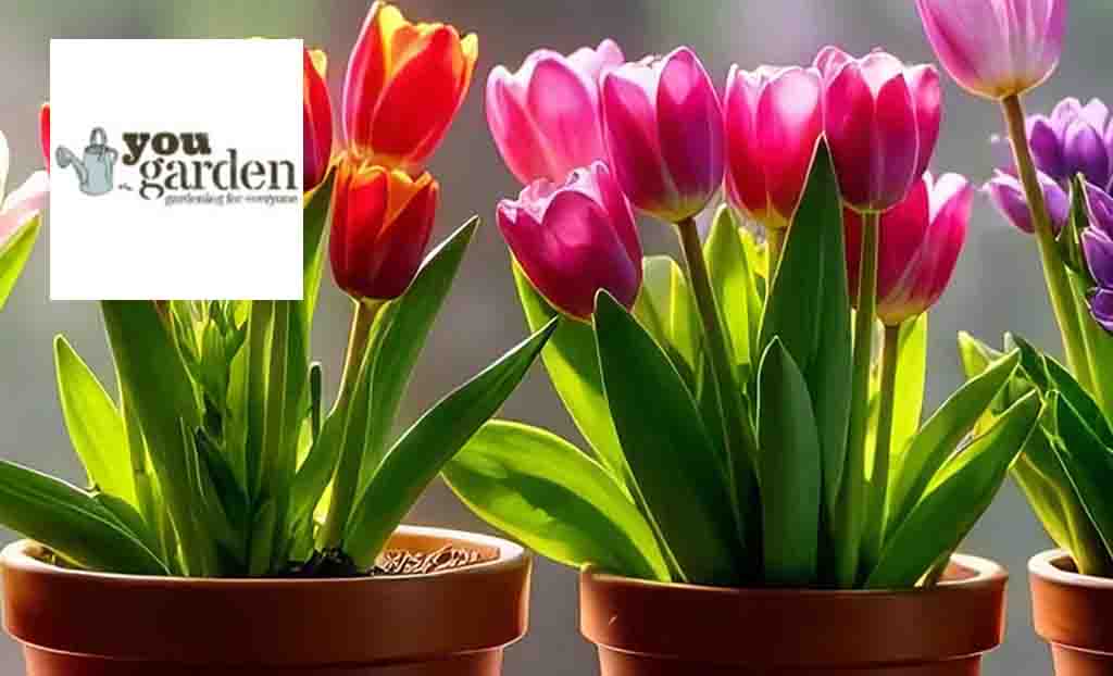 you garden logo top left with picture of autuman pink,purple and orange bulbs