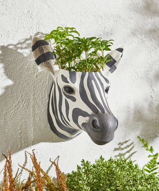 Zebra planter with herbs