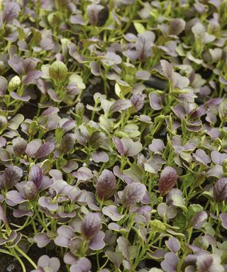 An example of the best vegetables to grow in a greenhouse showing a close-up shot of watercress