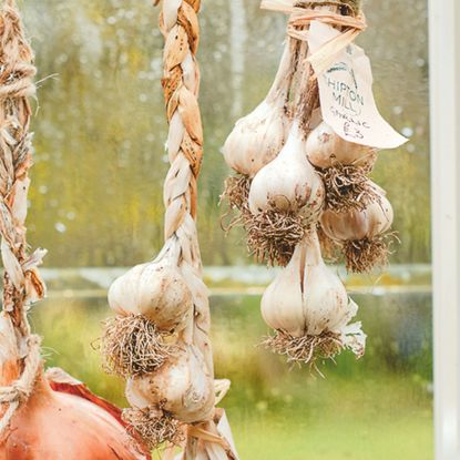 Plaited garlic bulbs hanging to dry next to greenhouse window