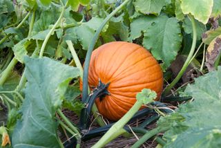 Pumpkin growing in a field with leaf canopy