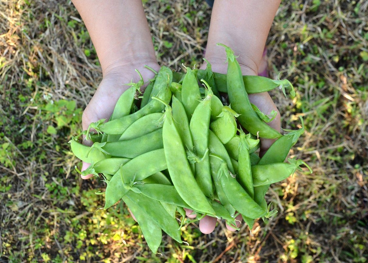 Hands Holding Sugar Bon Pea Pods