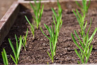 Garlic shoots growing in soil