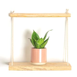 tiny snake plant in pink pot on wooden hanging shelf