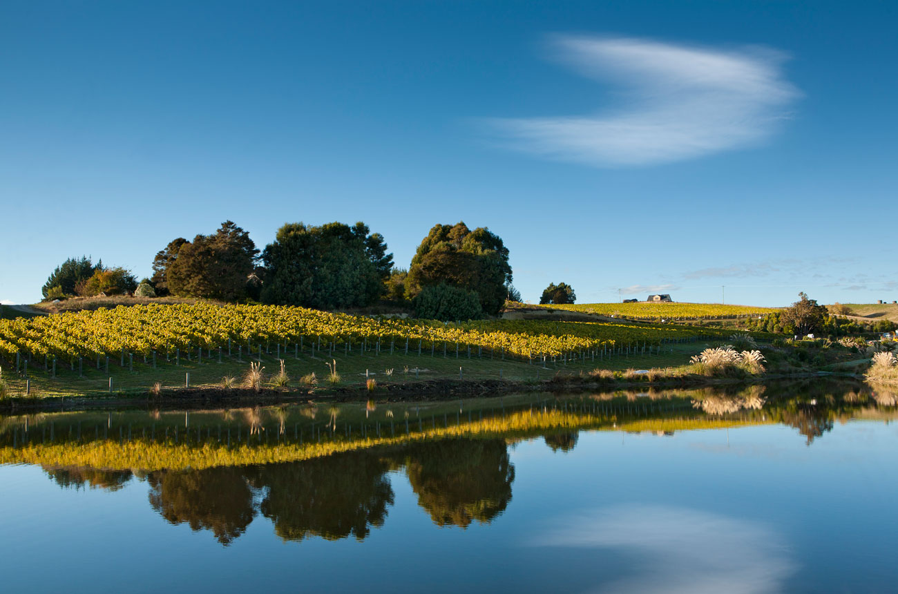 Tohu's Whenua Matua Vineyard