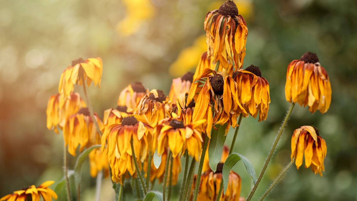 3 Signs Your Plants Are Thirsty – Even if the Soil Feels Wet