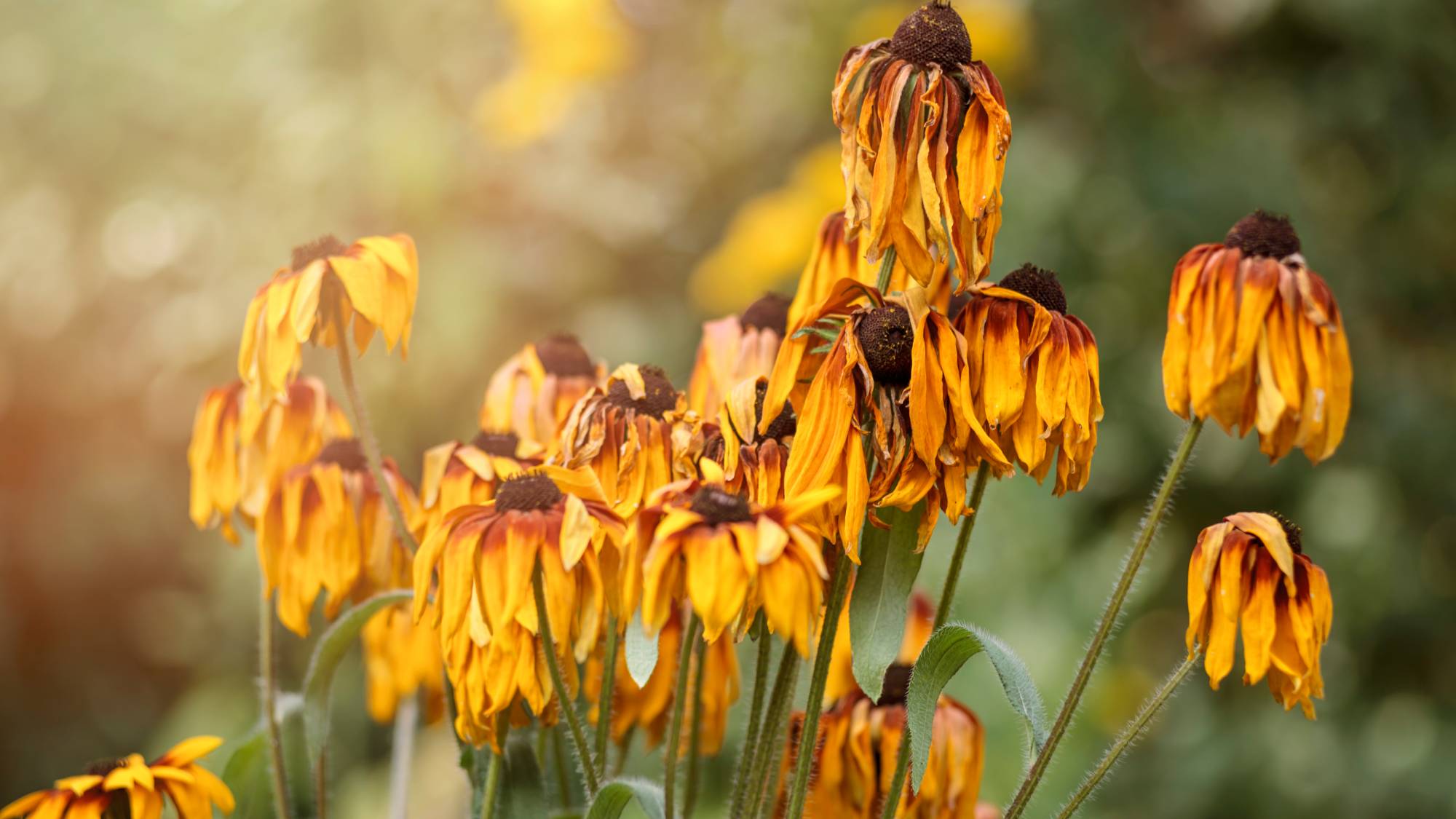 Wilted black eyed susan flowers