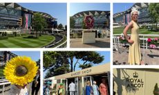 Royal Ascot collage