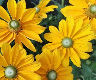 Rudbeckia, 'Sunbeckia' series with yellow blooms