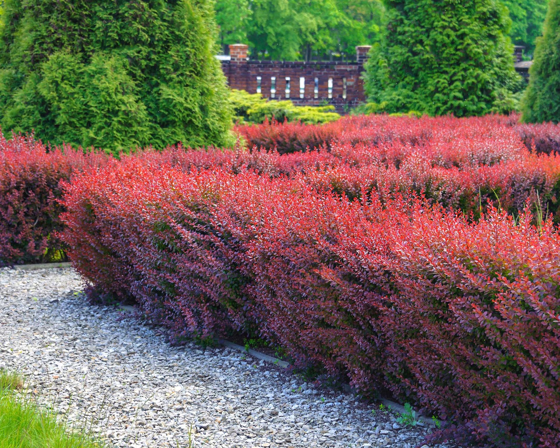 Barberry Care And Growing Guide How To Look After Berberis Gardeningetc