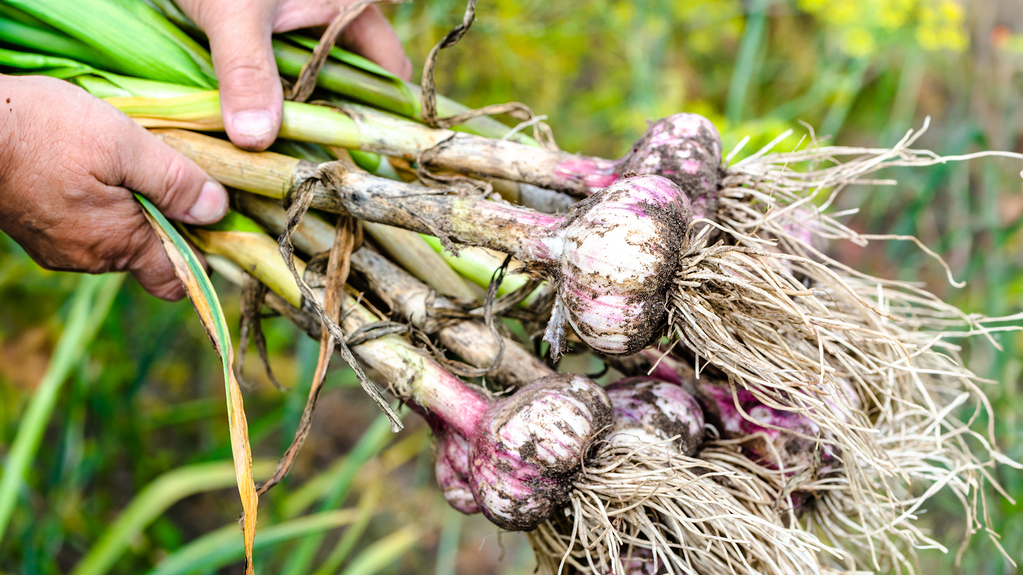 Gardener holds freshly harvested garlic bulbs