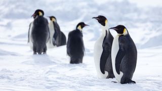 A group of six emperor penguins standing on the ice. U.S. Fish & Wildlife Service announce d a proposal to list the emperor penguin as threatened under the Endangered Species Act (ESA).