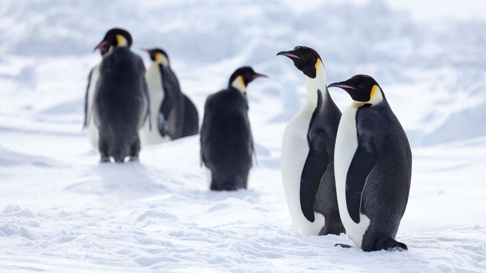 Melting sea ice could wipe out 98% of emperor penguins by the end of ...