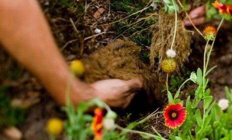 A satisfying handful of dirt: A new book reveals the science behind non-food pregnancy cravings as dirt and clay.