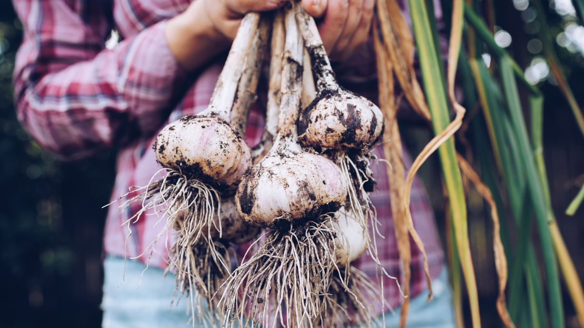 Fresh garlic which has just been harvested from the ground being held up by someone