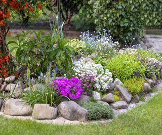 Rock garden plants can be used to create an eye-catching border feature