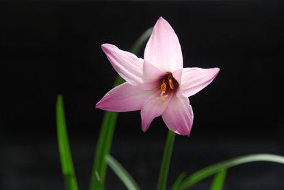 Pink Rain Lily