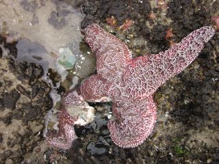 The leg of this purple ochre sea star in Oregon is disintegrating, as it dies from sea star wasting syndrome.