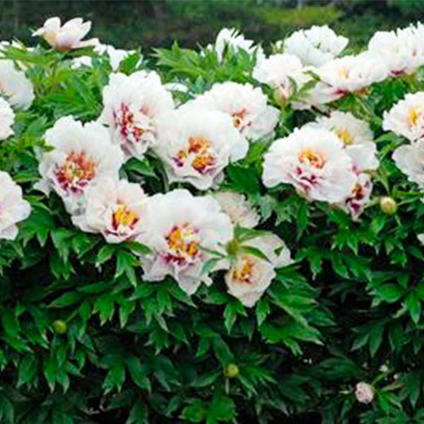 Cora Louise Itoh Peony - #2 Container