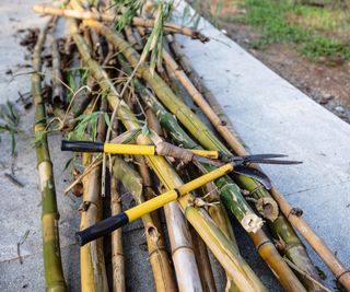 Pruning shears on a pile of bamboo sticks