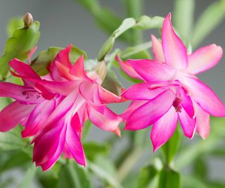 two pink Christmas cactus flowers