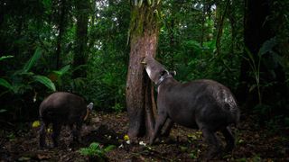 Two Baird's tapirs at the base of a rainforest tree in Costa Rica, one wearing a GPS collar and stretching up to eat from clusters of long green fruit hanging on the trunk