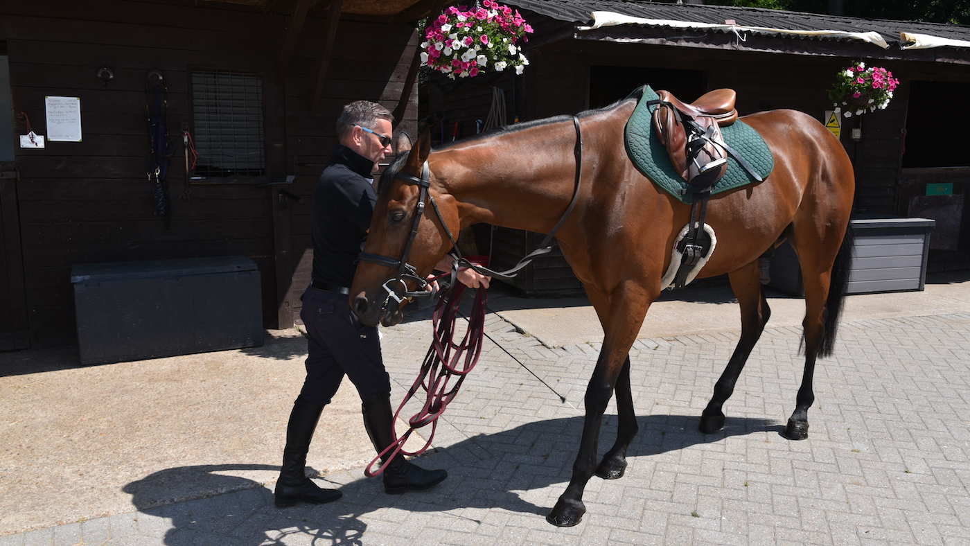 Groundwork exercise teaching horse to rein back
