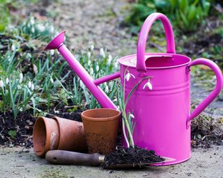 Pink watering can in front of snowdrops in winter