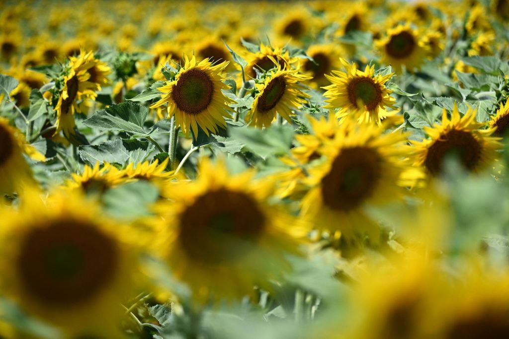 Illustration picture shows sunflowers during stage seven of the Tour de France cycling race a 176 km race from Tomblaine to La Super Planche des Belles Filles France on Friday 08 July 2022 This years Tour de France takes place from 01 to 24 July 2022BELGA PHOTO POOL JASPER JACOBS UK OUT Photo by JASPER JACOBS BELGA MAG Belga via AFP Photo by JASPER JACOBSBELGA MAGAFP via Getty Images