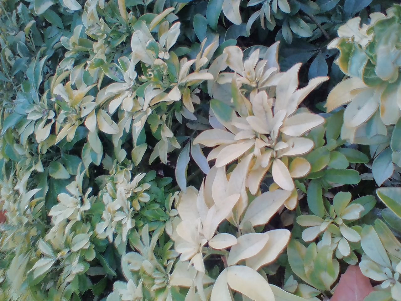 Serious undersaturation leaves these&hellip; leaves looking very anaemic. It was cold outside, but all life hadn&rsquo;t drained from the world.