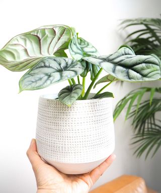 person holding a small potted alocasia